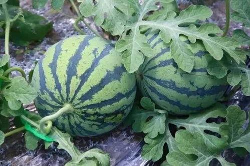 在线吃瓜的  第1张