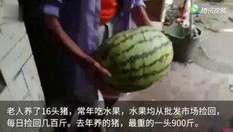 免费吃瓜的视频  第2张
