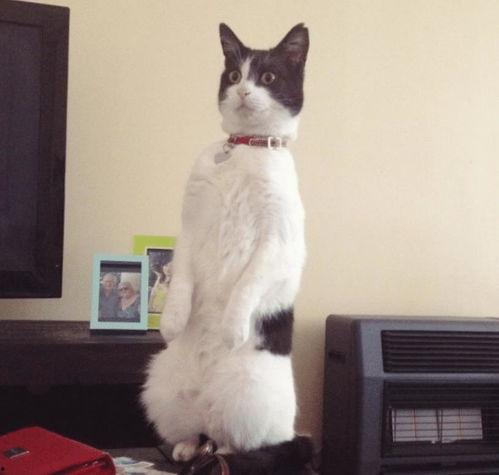 带你吃瓜猫雕像,带你领略“吃瓜猫”雕像的独特魅力  第3张