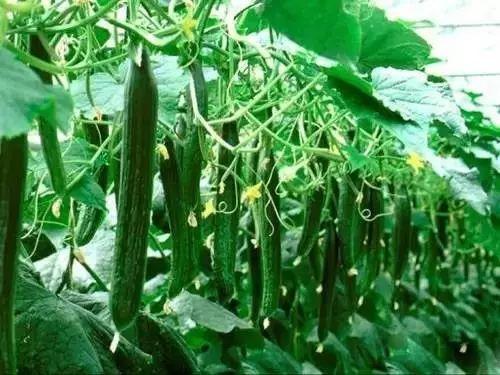 扡瓜埂怎么吃  第3张