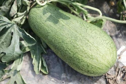 坐月子可以吃玉菇瓜吗  第3张