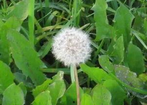 吃哈密瓜可以吃蒲公英吗,探索夏日消暑美食的奇妙组合 第2张 吃哈密瓜可以吃蒲公英吗,探索夏日消暑美食的奇妙组合 第2张