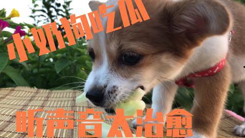 狗狗吃刺瓜  第1张