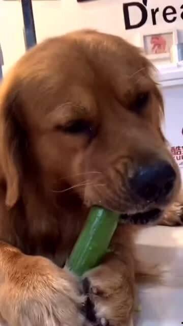 狗狗吃刺瓜  第3张