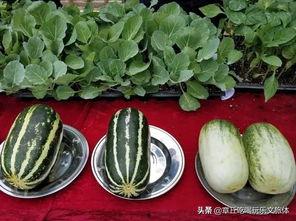 东营仙河吃瓜,清凉一夏,共享瓜香时光 第1张 东营仙河吃瓜,清凉一夏,共享瓜香时光 第1张