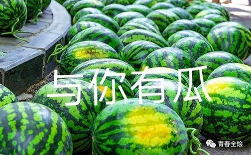 东营仙河吃瓜,清凉一夏,共享瓜香时光 第2张 东营仙河吃瓜,清凉一夏,共享瓜香时光 第2张
